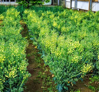 花を咲かせた菜の花畑