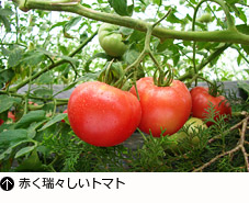 赤く瑞々しいトマト