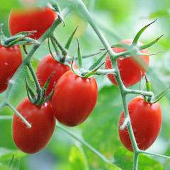 太陽光トマト